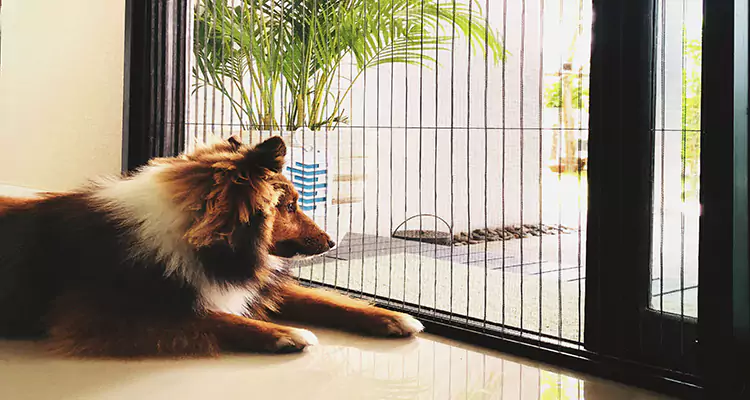 Sliding Screen Pet Door Repair in Pinewood, FL
